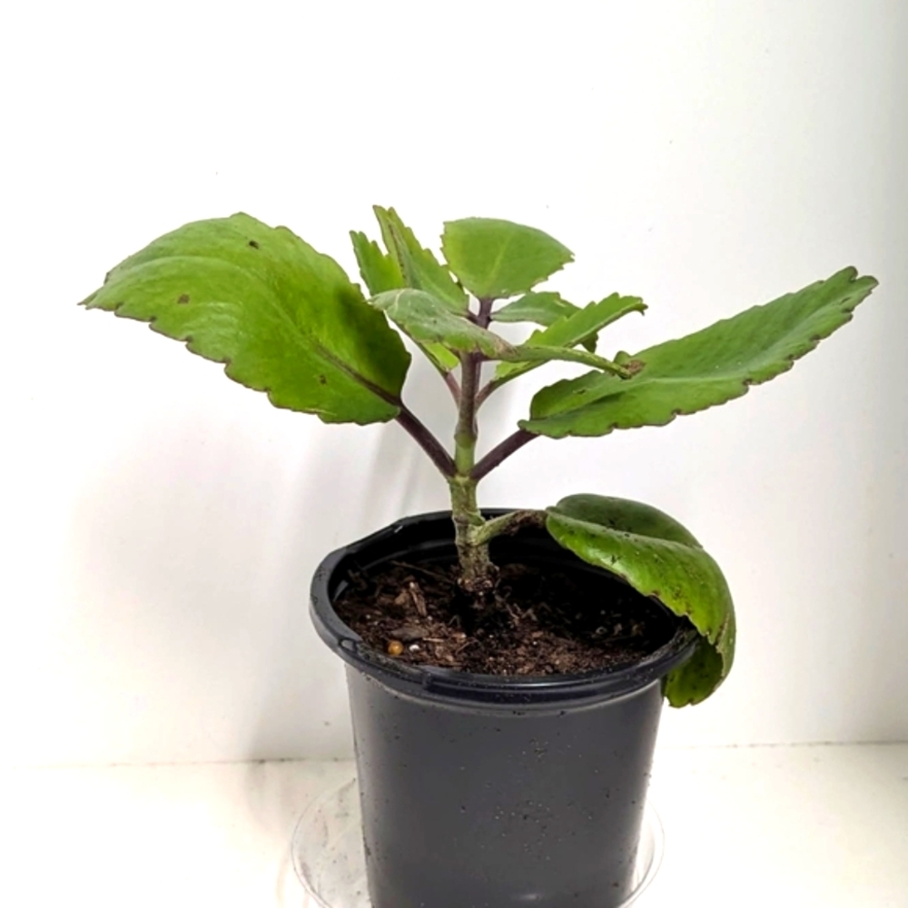 Kalanchoe Pinnata Green Reptile Habitat Plant In A Four Inch Pot.